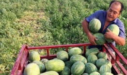 卖西瓜给人免费吃瓜,西瓜飘香，共享夏日清凉时光