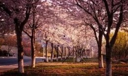 樱花校园最新版大爆料,独家爆料带你领略青春风采