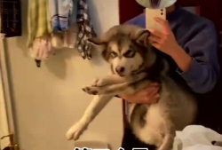 吃狗粮视频爆料大全最新,笑料百出，情感纠葛尽收眼底