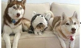 娱乐圈哈士奇爆料,揭秘明星背后的真实故事