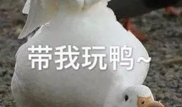 娱乐吃瓜鸭鸭鸭,鸭鸭鸭带你领略娱乐圈风云变幻