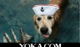 娱乐吃瓜酱最幸福的狗狗,揭秘最幸福的狗狗生活