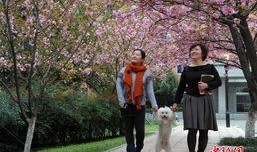 樱花校园最新版大爆料,独家爆料带你领略青春风采