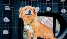 娱乐吃瓜酱最幸福的狗狗,揭秘最幸福的狗狗生活