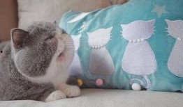 最新博主爆料胖猫咪,萌态可掬的胖猫咪走红网络