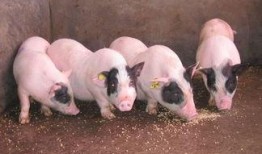 基因猪最新爆料,揭秘生物科技新突破