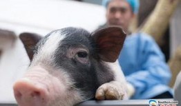 基因猪最新爆料,揭秘生物科技新突破