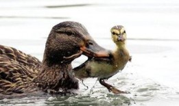娱乐吃瓜鹅鸭视频大全,鹅鸭视频大全精彩回顾