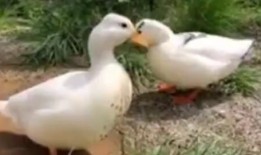 娱乐吃瓜鹅鸭视频大全,鹅鸭视频大全精彩回顾