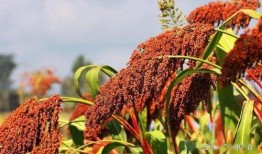 红高梁在线观看,烽火岁月里的爱情与抗争