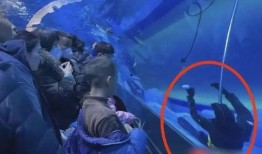 枫丹爆料潜水员视频,揭秘神秘海底世界