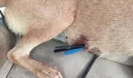 娱乐圈爆料流浪狗是谁呀,流浪狗身份揭秘，竟是神秘明星！