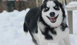 娱乐圈哈士奇爆料,揭秘明星背后的真实故事