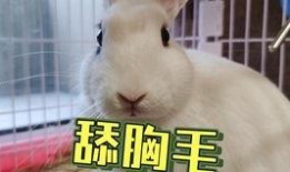 吃瓜画画抖音网红叫什么,揭秘“吃瓜画画”背后的故事