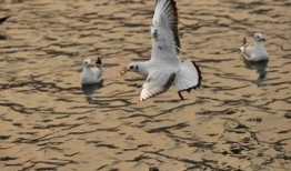 天津海鸥爆料视频大全集,揭秘幕后真相与精彩瞬间
