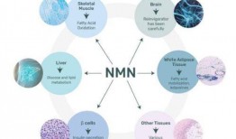 最新爆料nmn,揭秘抗衰老神奇成分的神奇力量