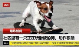 娱乐圈爆料流浪狗是谁呀,流浪狗身份揭秘，竟是神秘明星！