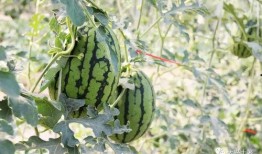 焦作网红吃瓜,趣味横生引网友热议