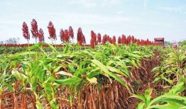 红高梁在线观看,烽火岁月里的爱情与抗争