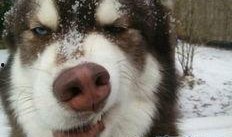 娱乐圈哈士奇爆料,揭秘明星背后的真实故事