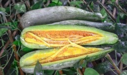 网红吃瓜意味着什么,揭秘网络时代的娱乐现象与社交心理