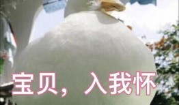 娱乐吃瓜鸭鸭鸭,鸭鸭鸭带你领略娱乐圈风云变幻