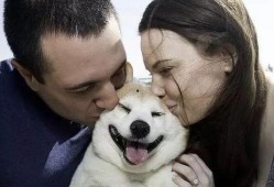 娱乐吃瓜酱最幸福的狗狗,揭秘最幸福的狗狗生活