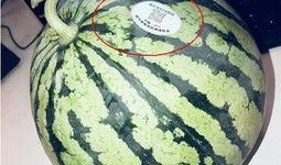 焦作网红吃瓜,趣味横生引网友热议