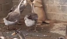 娱乐吃瓜鹅鸭视频大全,鹅鸭视频大全精彩回顾