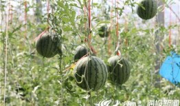 天水秦安网红的吃瓜视频,揭秘网络热点背后的真相